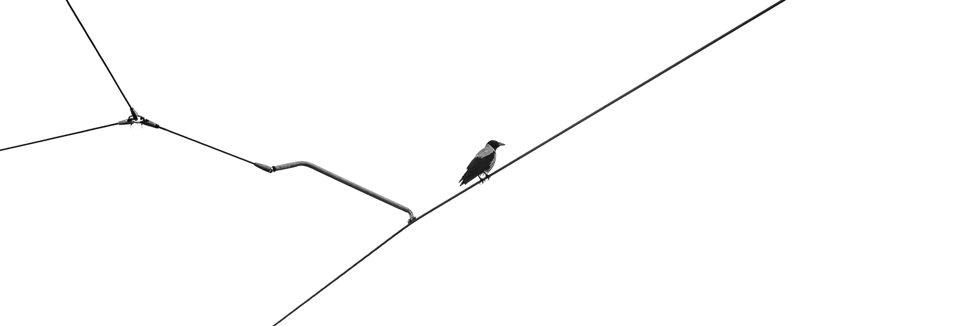 A crow on power lines